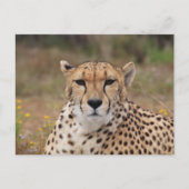 Cheetah starrt dich an postkarte (Vorderseite)