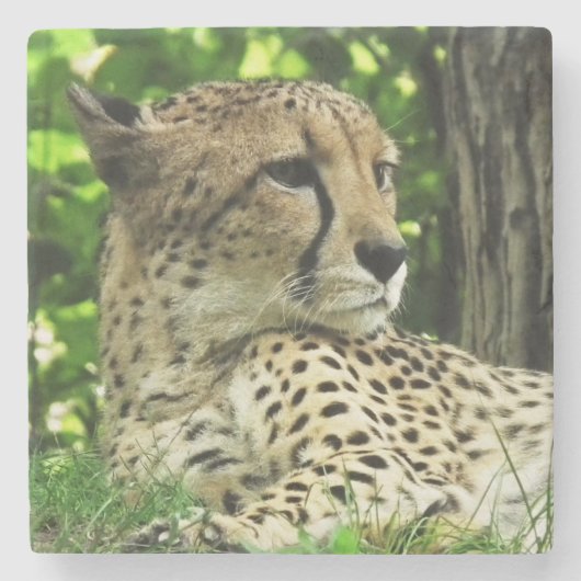Cheetah Steinuntersetzer (Vorderseite)