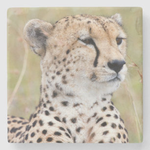 Cheetah Steinuntersetzer