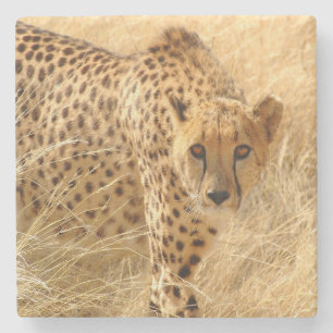 Cheetah Steinuntersetzer
