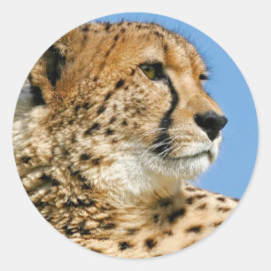 Cheetah Sticker
