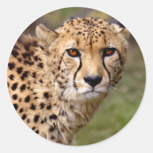 Cheetah Sticker