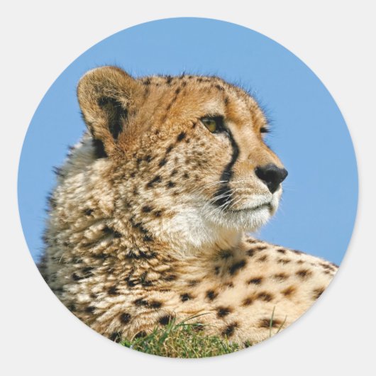 Cheetah Stickers (Vorderseite)