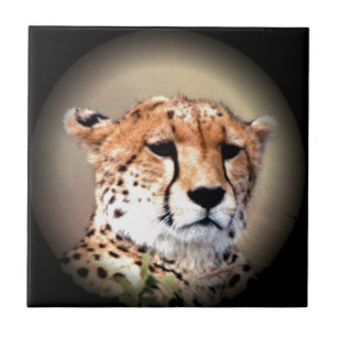 Cheetah Tear Marks Hakunamatata Fliese