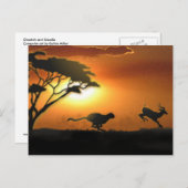Cheetah und Gazelle Postkarte (Vorne/Hinten)