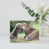 Cheetah Weibchen & Cub Postkarte (Stehend Vorderseite)
