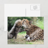 Cheetah Weibchen & Cub Postkarte (Vorne/Hinten)