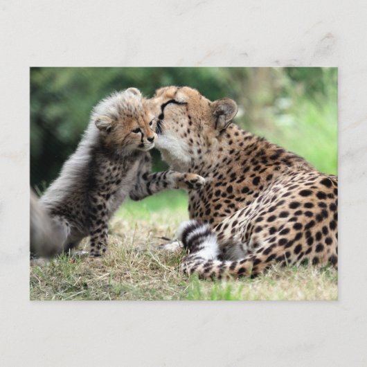 Cheetah Weibchen & Cub Postkarte (Vorderseite)