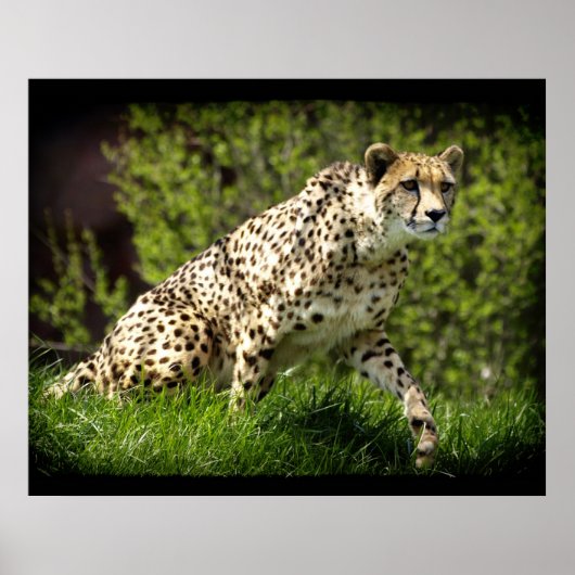 Cheetah Wild Cat Animal-Lover Wildlife Poster (Vorne)