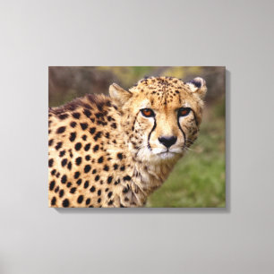 Cheetah Wrapped Canvas Print Leinwanddruck