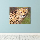 Cheetah Wrapped Canvas Print Leinwanddruck (Insitu (Holzboden))