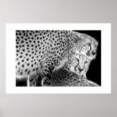 Cheetahs #1 poster (Vorne)