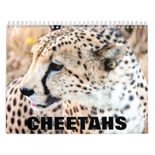 Cheetahs 2022 Mauerkalender Kalender