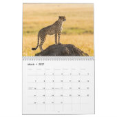 Cheetahs 2027 Wandkalender (Mär 2027)