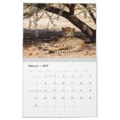 Cheetahs 2027 Wandkalender (Feb 2027)