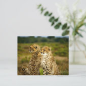 Cheetahs (Acinonyx Jubatus) Fotografie Postkarte (Stehend Vorderseite)