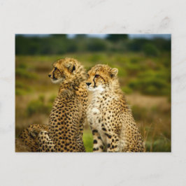 Cheetahs (Acinonyx Jubatus) Fotografie Postkarte