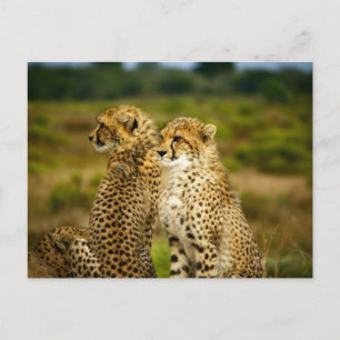 Cheetahs (Acinonyx Jubatus) Fotografie Postkarte