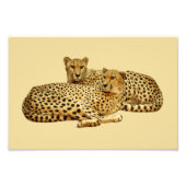 Cheetahs Fotodruck (Vorne)