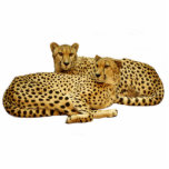 Cheetahs Fotoskulptur Magnet<br><div class="desc">Schneide das Foto der Geparden aus. Anpassbare Hintergrundfarbe unter "Anpassen"> Bearbeiten > Hintergrund</div>