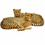 Cheetahs Fotoskulptur Magnet<br><div class="desc">Schneide das Foto der Geparden aus. Anpassbare Hintergrundfarbe unter "Anpassen"> Bearbeiten > Hintergrund</div>