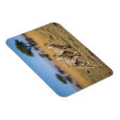 Cheetahs im Serengeti-Nationalpark Tansania Magnet (Rechte Seite)