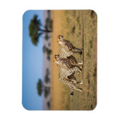 Cheetahs im Serengeti-Nationalpark Tansania Magnet (Vertikal)