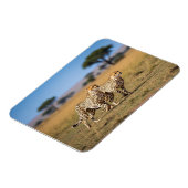 Cheetahs im Serengeti-Nationalpark Tansania Magnet (Linke Seite)