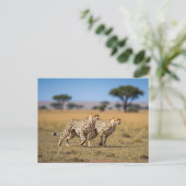 Cheetahs im Serengeti-Nationalpark Tansania Postkarte (Stehend Vorderseite)