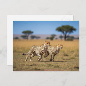 Cheetahs im Serengeti-Nationalpark Tansania Postkarte (Vorne/Hinten)