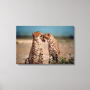 Cheetahs Leinwanddruck