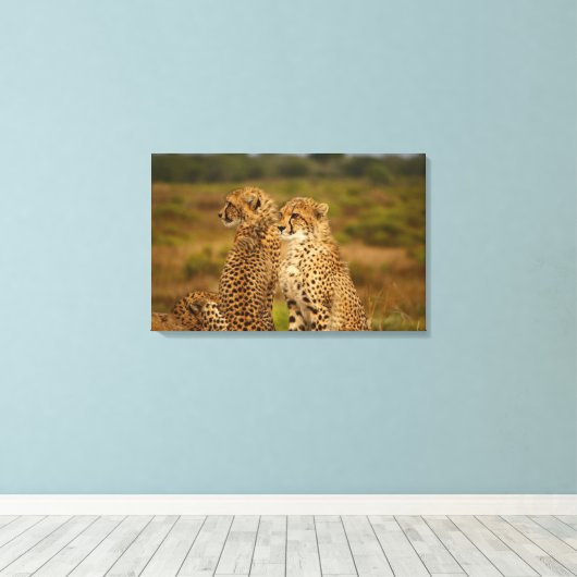 Cheetahs Leinwanddruck (Insitu (Holzboden))