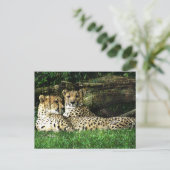 Cheetahs Lounge Grunge Postkarte (Stehend Vorderseite)