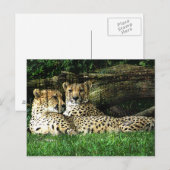 Cheetahs Lounge Grunge Postkarte (Vorne/Hinten)