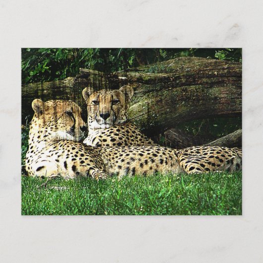 Cheetahs Lounge Grunge Postkarte (Vorderseite)