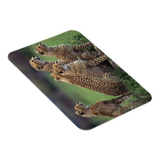 Cheetahs Magnet (Rechte Seite)