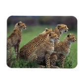 Cheetahs Magnet (Horizontal)