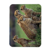 Cheetahs Magnet (Vertikal)
