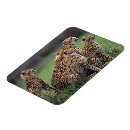 Cheetahs Magnet (Linke Seite)