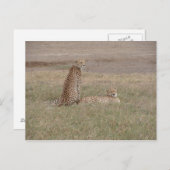 Cheetahs-Ngorongoro-Krater Postkarte (Vorne/Hinten)