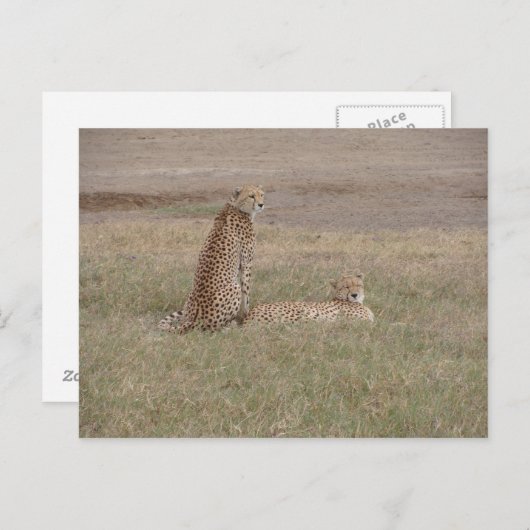 Cheetahs-Ngorongoro-Krater Postkarte (Vorne/Hinten)