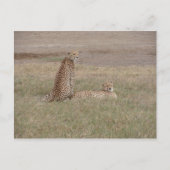 Cheetahs-Ngorongoro-Krater Postkarte (Vorderseite)