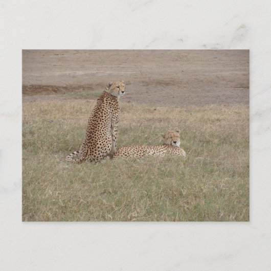 Cheetahs-Ngorongoro-Krater Postkarte (Vorderseite)