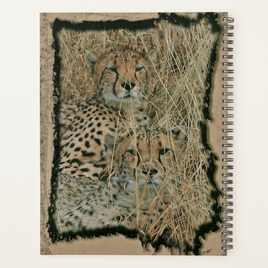 Cheetahs Planer (Rückseite)