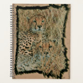 Cheetahs Planer (Vorderseite)