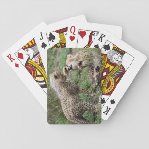 Cheetahs Playing Card Set Spielkarten