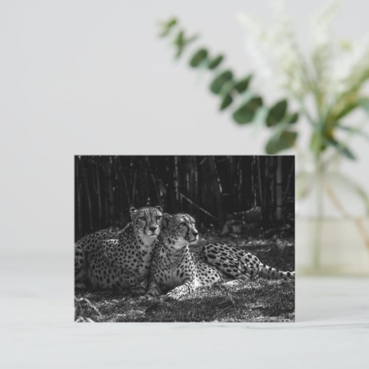 Cheetahs Postcard Postkarte (Stehend Vorderseite)