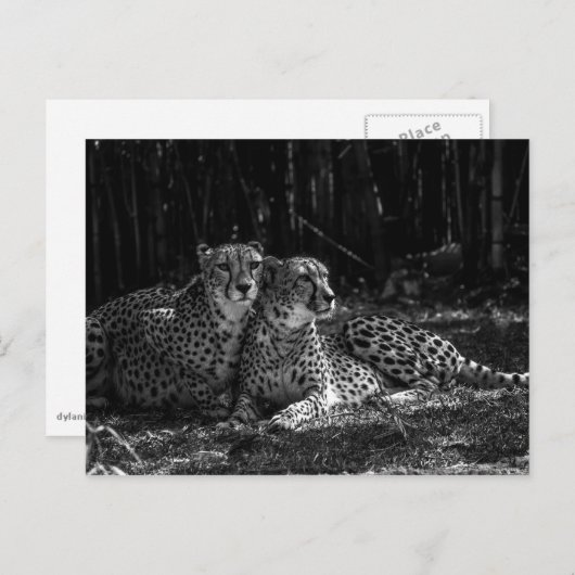 Cheetahs Postcard Postkarte (Vorne/Hinten)