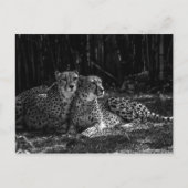 Cheetahs Postcard Postkarte (Vorderseite)