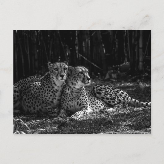 Cheetahs Postcard Postkarte (Vorderseite)